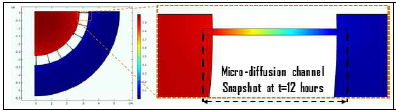 미세유체칩의 확산계수 시뮬레이션 모델