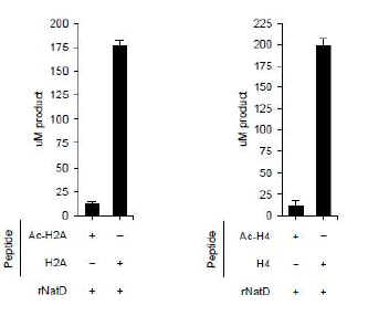 In vitro, NatD에 의한 히스톤 H2A 및 H4의 아세틸화 분석