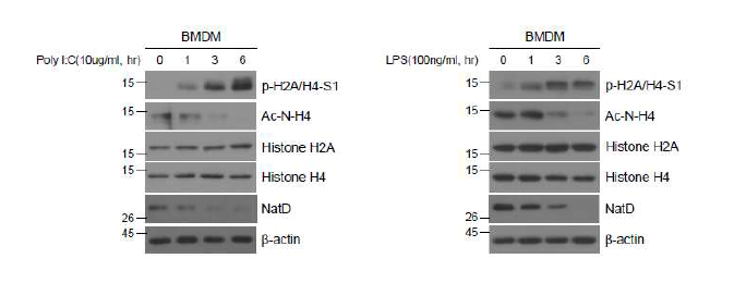 선천면역 반응 시 변화하는 히스톤 H2A 및 H4의 아세틸화 및 인산화 분석