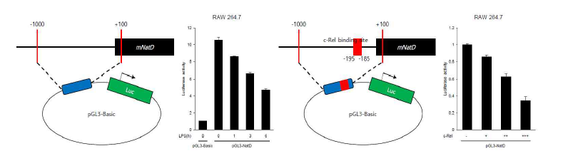 NatD promoter-reporter vector 제작 및 promoter 활성화 분석