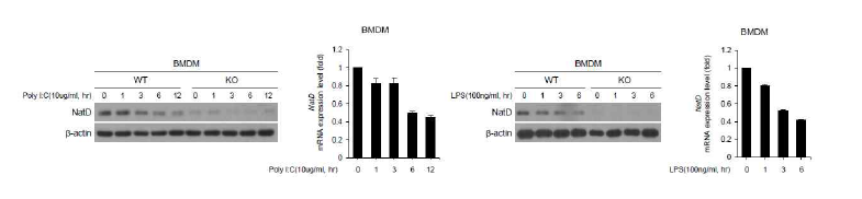 선천면역 반응 시 NatD 단백질 및 mRNA의 발현 분석