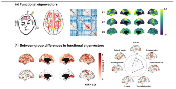 (좌)편두통과 brain network가설, (우)생성된 functional eigenvectors. b. (좌상)편두통 환자군이 정상군과 다르게 보이는 영역, (좌하)FDR <0.05의 유의성을 보이는 영역, (우)7개의 기능적연결망에 따른 효과 요약