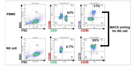 PBMC로부터 고순도의 NK세포 분리 방법의 확립. FACS 분석을 통해 sorting후 CD56+CD16+ NK세포가 93%의 순도로 존재함을 확인