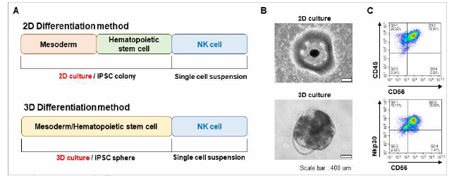 유도만능줄기세포로부터 NK세포 분화법의 확립. 2D 및 3D 분화 방법 비교 도표 (A). NK세포 분화 단계에 보여 지는 세포의 형태학적 특성 (B). NK세포의 표면 마커인 CD56+CD45+의 발현율을 나타내는 FACS 분석 데이터 (C).