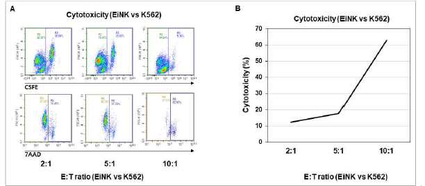 iPS-NK세포에 의한 암세포 사멸. CFSE+/7ADD+ (죽은 K562 세포)의 정량을 FACS 분석 (A)을 통하여 측정하고 이를 정리하여 도표로 나타냄 (B).