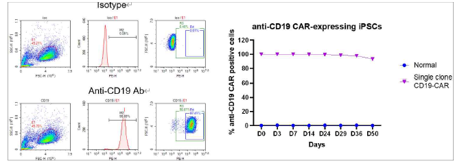 장기간 계대 배양에 따른 iPS 세포에서 CD19-CAR (키메릭항원수용체)의 발현율 추적. anti-CD19가 발현되는지를 확인하는 FACS 데이터 (좌) 및 50일간의 발현율을 추적하여 정리한 데이터 (우)