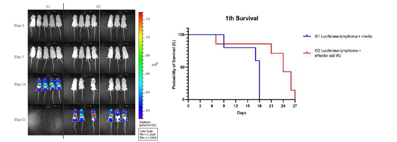 혈액암 모델에서 CAR(CD19)-iPS-NK세포의 in vivo 효능 테스트. CAR(CD19)-iPS-NK 세포 에 의한 Luc-NALM6 암세포의 사멸 정도를 측정한 IVIS imaging 데이터 (좌) 및 마우스의 생존율 (우)