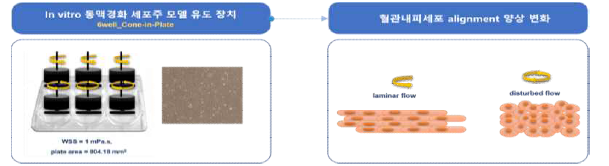 in vitro 동맥경화 세포주 모델 구축