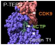 이상혈류 타겟 팅펩타이드(ACTP)의 상호작용하는 CDK9 단백질 도