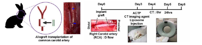 혈관협착 유도 토끼 모델에서 이상혈류를 유도하기 위해 allograft를 시행하고 조기진단 확인을 위 한 연구방법
