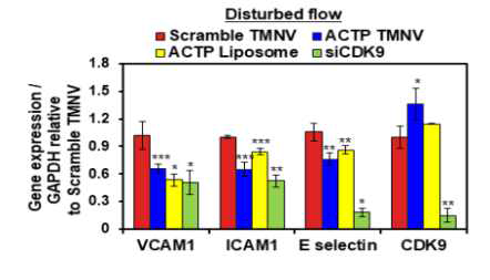 in vitro 동맥경화 유도 모델에서 이상혈류를 유도시 증가한 VCAM1, ICAM1, E-selectin과 같은 세포부착분 자들의 level이 타겟티용 펩타이드 ACTP를 처리시 감소하는 것을 보여주는 real time PCR 결과 (siCDK9 처리했을 떄와 비교 분석)