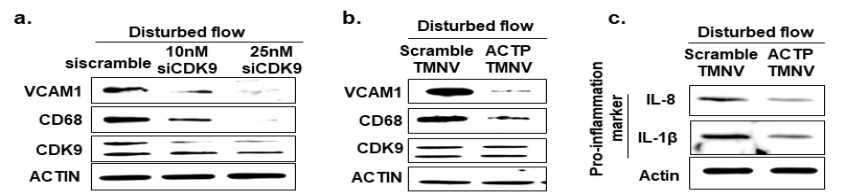 in vitro 동맥경화 유도 모델에서 이상혈류를 유도시 증가한 VCAM1, CD68 세포부착분자 및 항염증 마커들의 level이 타겟티용 펩타이드 ACTP를 처리시 감소하는 것을 보여주는 western blot 결과 (siCDK9 처리했을떄와 비교 분석)