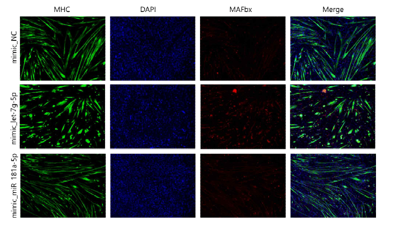 후보 E-miRNA에 의한 근육의 분화 여부 확인(immunofluroscence; myosin heavy chain)