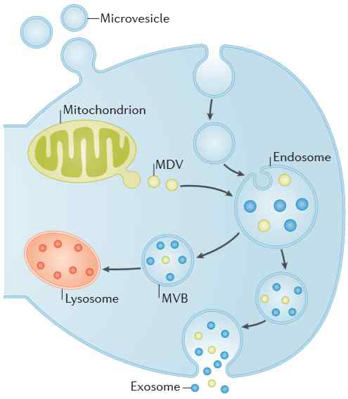 엑소좀을 통한 세포간 crosstalk. MDV: mitochondrial-derived vesicles (size 70–150 nm), MVB: multivesicular bodies