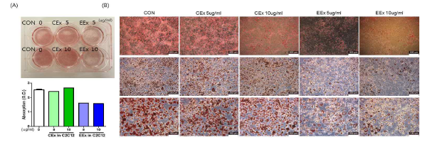 EPS 자극 근세포의 엑소좀 (EEx)에 의한 3T3-L1 지방축적 억제 (A: Oil red O staining을 통한 지질의 감소 및 염 색비 측정, B: 세 포의 현미경 관찰)