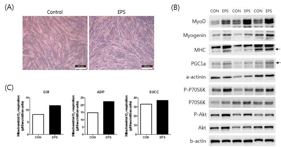 EPS 자극에 의한 근수축 모델 확보 (A: EPS 처치에 따른 근육세포의 형태 변화, B: EPS에 의한 단백질 합성 및 myogenesis 인자의 발현 변화, C: 미토콘드리아 기능 활성 여부)