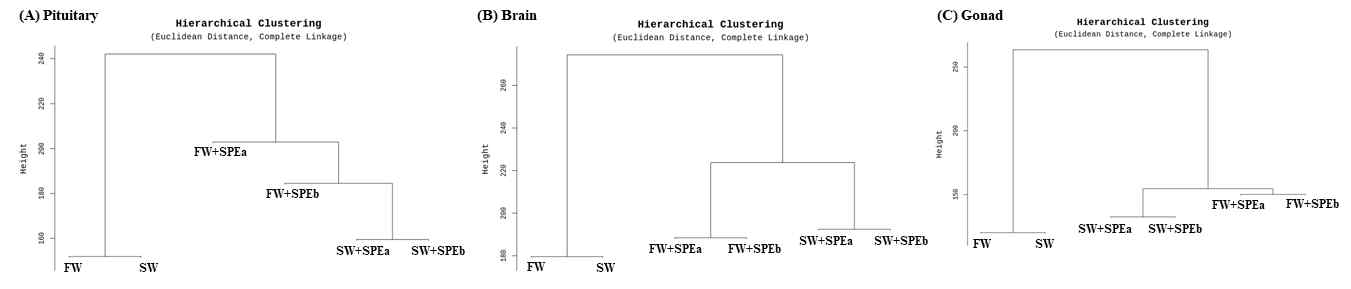 Correlation between transcriptomes of eel pituitary (A) brain (B) gonad (C) from different conditions of sexual maturation induction.