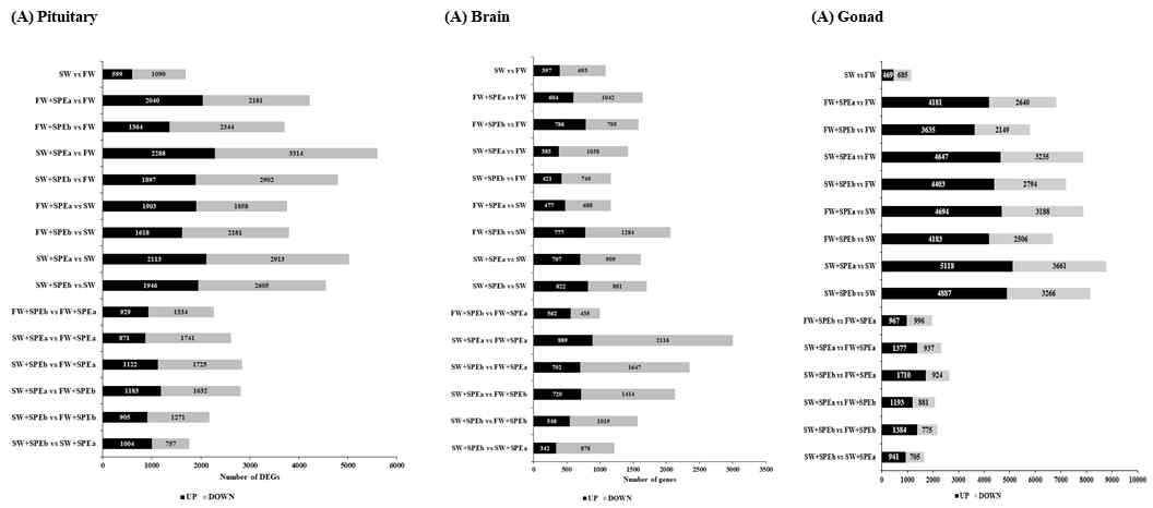 Number of DEGs for 15 analysis combinations in the pituitary (A), brain (B) and gonad (C) obtained from conditions of sexual maturation induction.