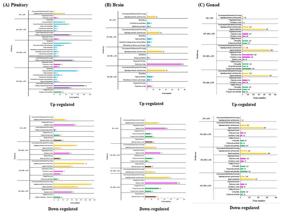 KEGG classification of DEGs for SW vs FW, FW+SPE vs FW, SW+SPE vs SW and SW+SPE vs FW. The X axis shows the numbers of DEGs. The Y axis shows KEGG pathway.