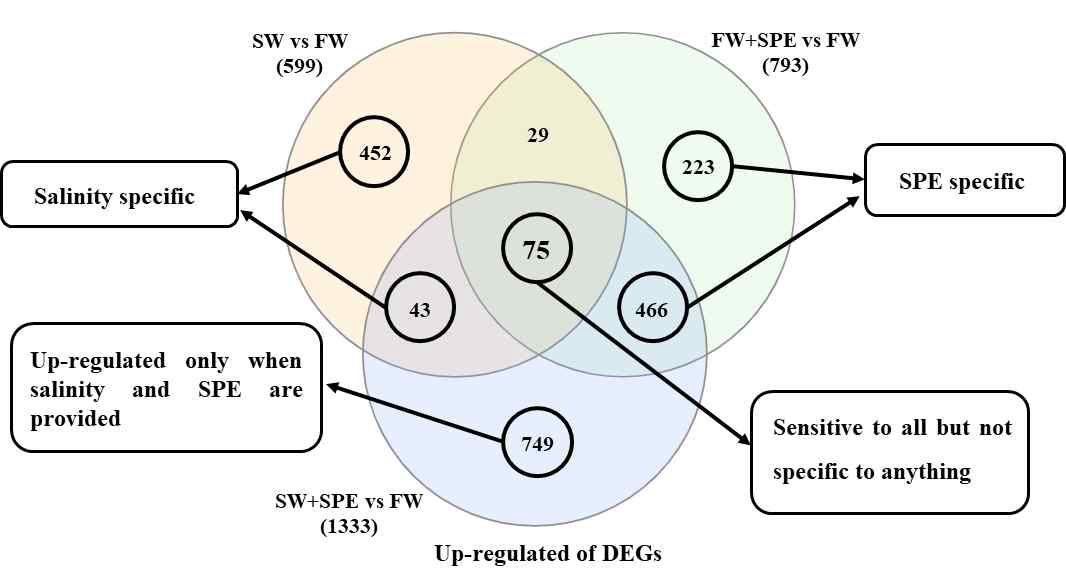 Venn diagram showing number of DEGs between 3 group pairings obtained from different conditions of sexual maturation induction.