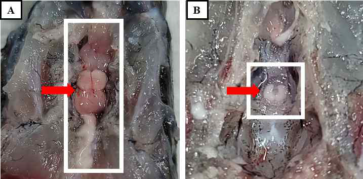 Photographs of eel brain and pituitary. (A) Location of eel brain (arrow). (B) Location and isolation of eel pituitary (arrow).