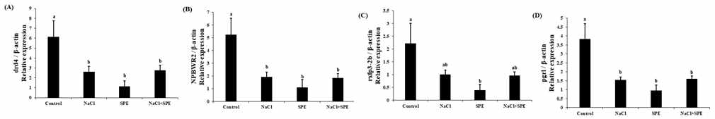 Expression levels of drd4 (A), NPBWR2 (B), rxfp3-2b (C) and pgrl (D) in control, NaCl, SPE and NaCl+SPE groups eel pituitary cell culture. Relative abundance of the mRNA was measured by the comparative threshold cycle method using qRT-PCR and normalized th the amount of β-actin mRNA. Results are expressed as means±S.E.M. (n=3-4). Different letters above the bars represent significant differences (p<0.05).