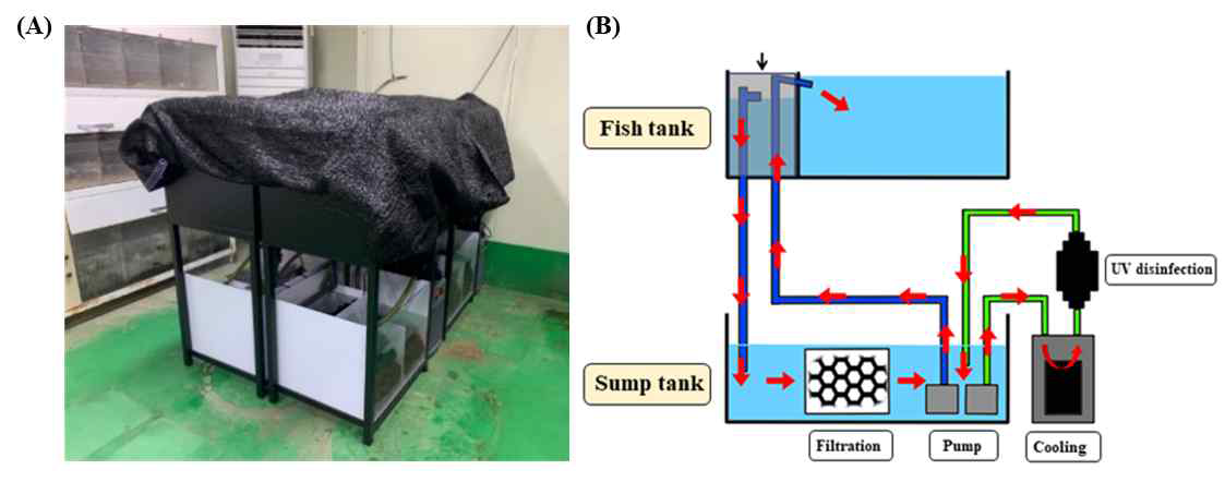 A photograph (A) and schematic diagram (B) of recirculation system used for the induction of sexual maturation of eels.