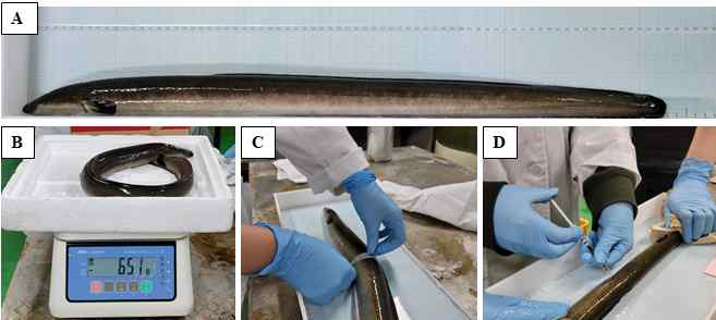 Measurement of body length and height (A), body weight (B), body circumference (C) during the induction of sexual maturation of eels. SPE injection (D).