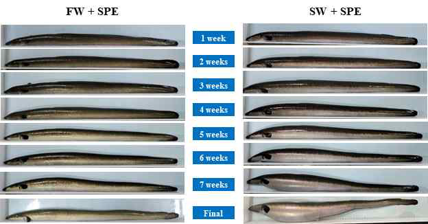 Changes in appearance of eels by the repeat of SPE injection every week. FW+SPE: freshwater with weekly SPE injection, SW+SPE: seawater with weekly SPE injection.