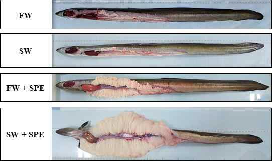 Photographs of gonads from the eels reared at four different conditions for 8 weeks (FW, SW, FW+SPE and SW+SPE) to induce sexual maturation.