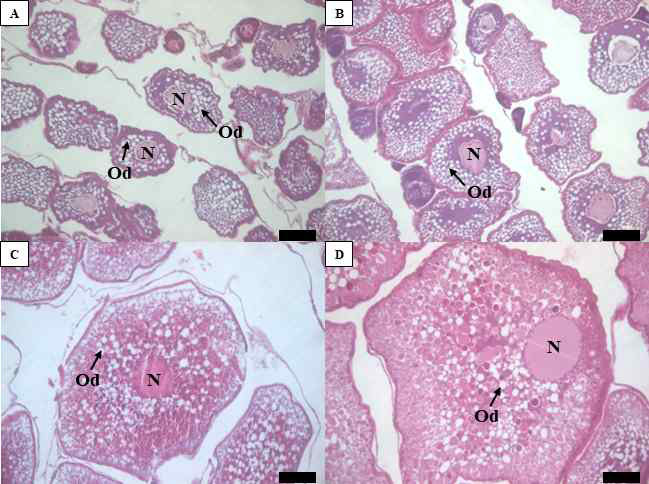 Histological status for the gonads obtained from the eels reared at four different conditions for 8 weeks (FW, SW, FW+SPE and SW+SPE) to induce sexual maturation. (A) FW. (B) SW. (C) FW+SPE. (D) SW+SPE. Scaled bar=50 ㎛. N: nucleus, Od: oil droplet.