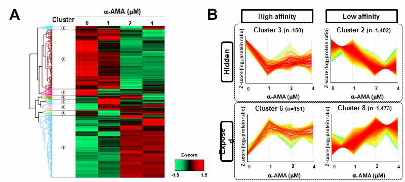 High affinity를 가지는 α-amanitin의 binding 타깃 동정; Heat map (A), clustering (B)