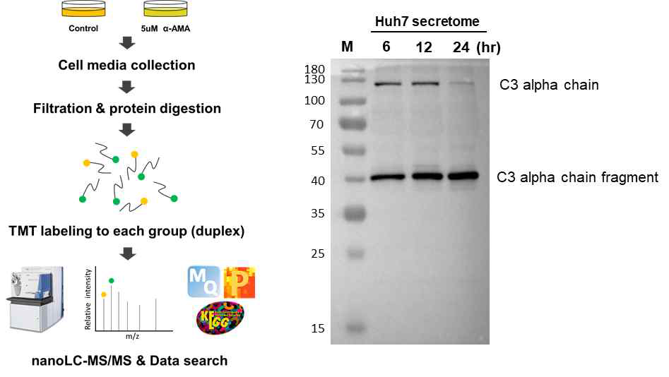 secretome 분석 및 C3 단백질의 western blot 결과