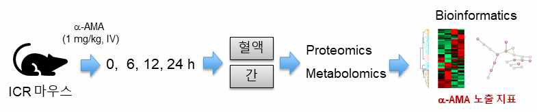 α-amanitin 노출 지표 탐색을 위한 in vivo 분석 개요