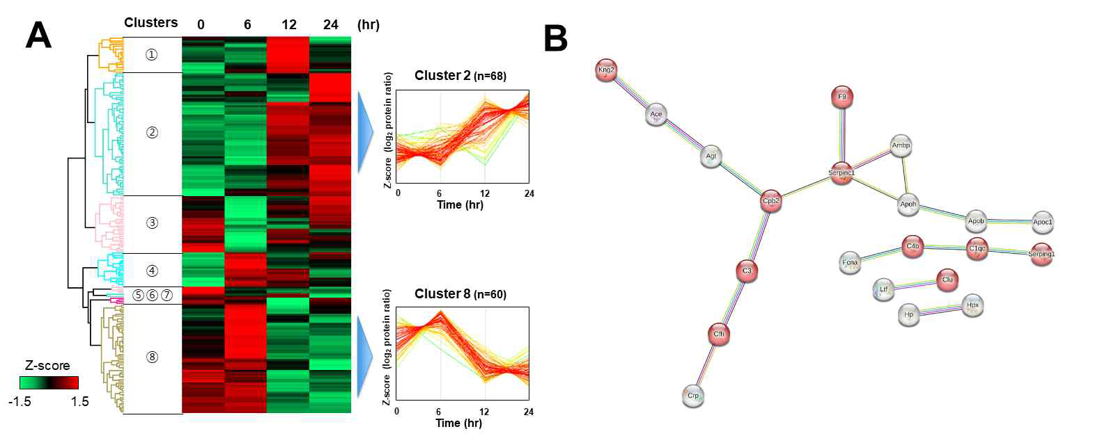 α-amanitin 투여 후 시간에 따른 혈액 단백질 변화에 관한 Heatmap (A), Cluster 8에 대한 단백질 네트워크 분석 (B)