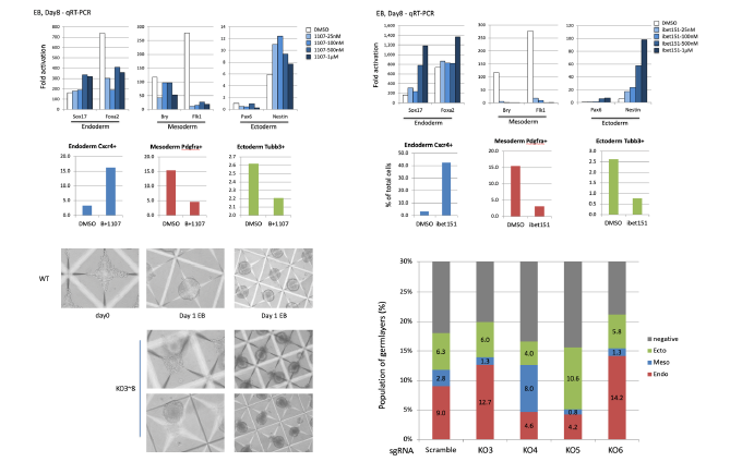 qRT-PCR(위)와 Crispr/Cas9(아래)를 이용한 Perturbation 결과 세포형 구성의 차이