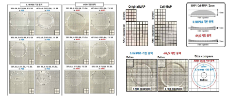 (좌) 0.1M PBS 기반 용액과 dH2O 기반 용액의 확대된 겔 비교 이미지. (우) MAP과 Cell-MAP 기법으로 4배 확대된 볼록렌즈 형태의 hydrogel. 기존의 볼록렌즈형 기반의 4배 확대 된 MAP hydrogel과 오목렌즈 형태의 4배 커진 0.1M PBS 기반 용액의 gel과 5배 커진 dH2O 기 반 용액의 gel의 비교 도식 및 최종 확대된 0.1M PBS 기반 용액과 dH2O 기반 용액의 hydrogel의 실물 크기 비교.