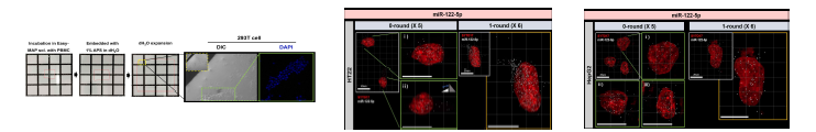 miRNA 기반 초고해상도 이미징을 위한 Liquid View film의 진행 과정 및 miRNA 이미징 결과. (좌) 겔의 구성요소를 수정한 용액을 이용하여 세포필름을 제작 후 293T 세포를 올리는 과정으로 세포필름에 부착된 293T 세포의 DAPI 이미지. (중, 우) 세포필름 내 부착된 HT22, Hep3B 세포의 embedding round (0-round, 1-round)별 세포 크기 및 miR-122-5p 검출량을 3D rendering 이미지로 비 교 분석함.