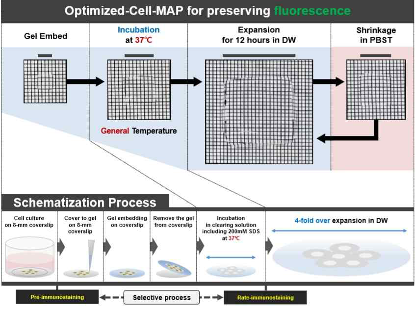 Optimized Cell-MAP의 진행 과정 모식도.