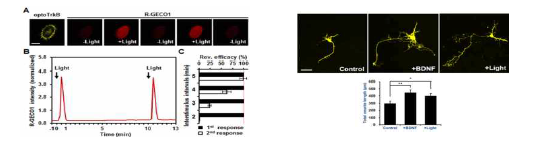 (좌) OptoTrkB 처리한 세포에서 빛에 따른 Ca (R-GEC01) 농도의 변화, (우) OptoTrkB에 의하여 해마체 신경 세포 (Hippocampal neuron)의 활 성화 및 재생모습. 기존의 BDNF 활성과 동일한 효과를 보임