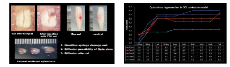 (좌) SCI contusion model 제작 후 Opto virus의 SCI injury 부위 확산 여부 측정, (우) OptoLED 기반 virus에 SCI 예비 치료 시험 에서 control 에 비하여 향상된 운동 능력 효과 확인