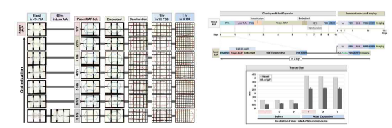 개량된 Paper-MAP에 대한 모식도. (좌) 100um 두 께의 Mouse brain을 이용한 개량된 조직확대투명화 기술 의 모식도. (우) PAPER-MAP, Optimized Paper-MAP 기술을 이용한 mouse brain 조직의 확대된 양상을 전과 후로 비 교한 그래프