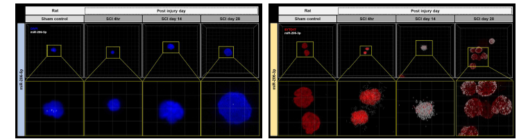 miRNA biopsy 기술을 적용하여 Rat 혈액세포 내의 miRNA 이미징. Rat 척수손상 동물모델을 제작하여 손상시기별 miRNA 발현 정도를 miRNA biopsy 기술을 이용하여 (좌) 핵 (DAPI, Blue), miRNA-206-5p (White), (우) 핵 (SYTO17, Red), miRNA-206-3p (White)를 고해상도 삼차원적 이미지 및 rendering을 통해 정량화
