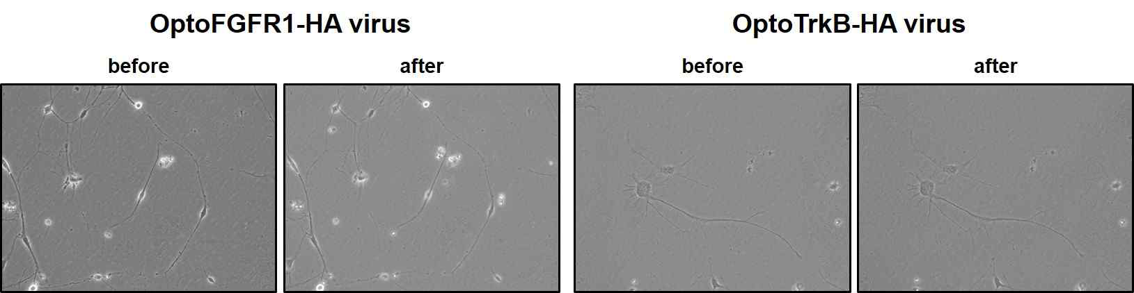 최적의 신경재생물질 (Opto-FGFR1-HA, OptoTrkB-HA virus) 처리와 LED 조사에 따른 dendrite 확장 이미징.
