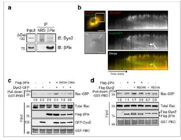 βPix-Dyn2 복합체 형성을 통한 Rac1 활성화