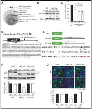 miR-130b-3p의 동정과 SPIN90 발현 억제