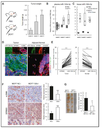 Xenogeraft mouse model을 통해 암연관 섬 유아세포에서의 SPIN90 발현을 저해하는 miR-130b-3p 의 발현을 감소시켜 암발달 억제 규명