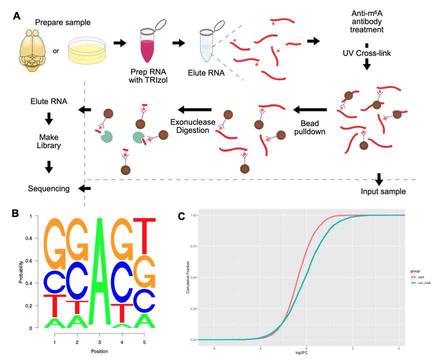 단일염기수준의 m6A 후성전사체 분석이 가능한 m6A-ACE-seq 기법의 확 립 (A) m6A-ACE-seq 기법의 개요. XrnI exonuclease 처리 전후를 비교 분석하 여 정확한 m6A 위치를 알아냄 (B) m6A consensus motif 분석 (C) 본 연구에 서 찾아낸 m6A 변형을 지닌 mRNA가 더 분해 속도가 빠른 것을 기능적으로 확 인 (D) Mettl14 iKD human ES cell을 이용해 control과 knockdown 상태에서 차이를 보이는 m6A 변형을 지닌 mRNA들의 GO analysis