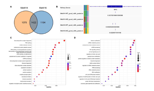 Mettl14과 Mettl16의 m6A target RNA들의 동정 (A) 각각의 RNA target의 Venn diagram (B) Mettl14의 unique target인 Myc mRNA의 m6A peak (C) Mettl14 target들의 GO 분석 결과 (D) Mettl16 target들의 GO term 분석 결과