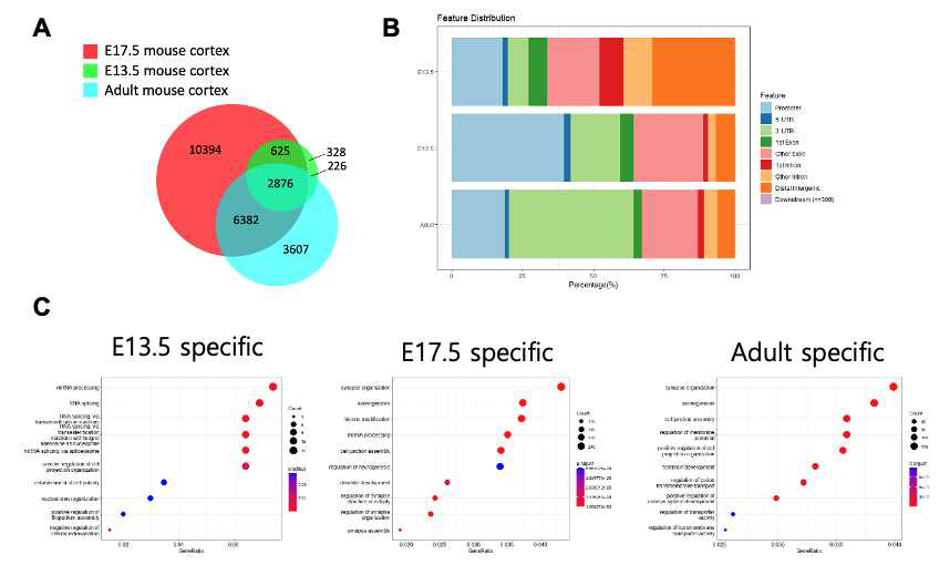 발달 시기별 m6A 후성전사체의 변화 (A) E13.5, E17.5, adult cortex의 m6A target mRNA의 Venn diagram (B) Metagene 분석을 통한 m6A peak 위치 변화 (C) Stage specific한 m6A peak들의 GO term 분석